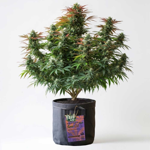Grow Stofftopf Living Soil organic